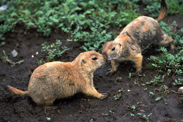 prairiedogs kissing