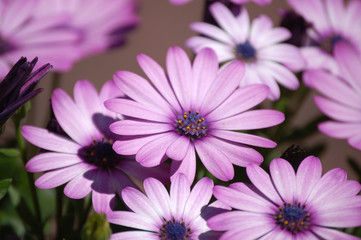 afrikanische butterblumen