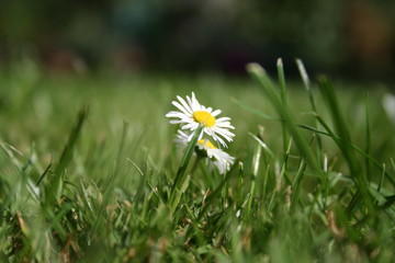 g&auml;nsebl&uuml;mchen