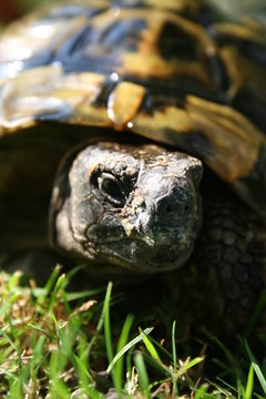 schildkr&ouml;te "cleo"