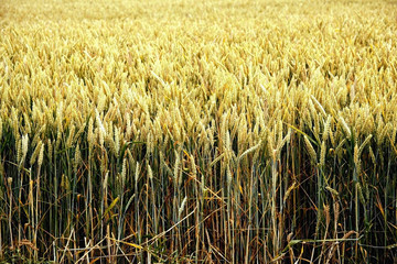 cornfield yelden village bedfordshire home countie