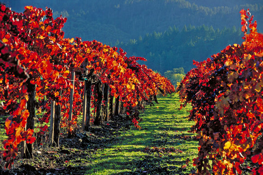 autumn vineyards napa valley