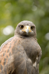 falcon kingsbury water park warwickshire midlands