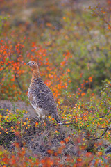 ptarmigan