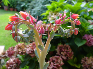 red flower