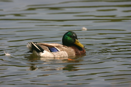 sc mallard duck