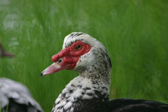 sc muscovy duck close