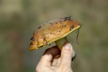 fungus