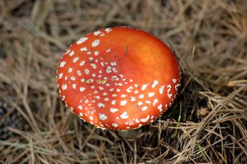 fungus