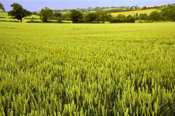 farmland warwickshire view from offchurch greenway