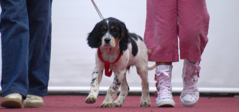 dogs parade