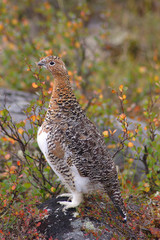 ptarmigan
