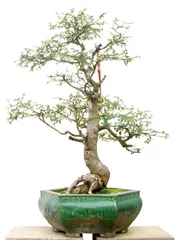 Keuken foto achterwand Bonsai bonsai