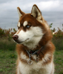 chiot husky rouge