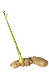 ginger plant