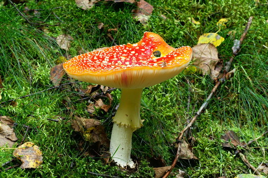 fliegenpilz