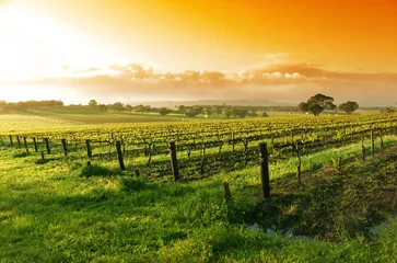 Meubelstickers wijngaard zonsopgang © Kwest