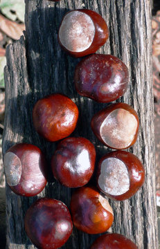 chesnut