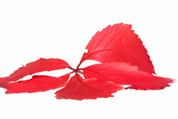 red leaf