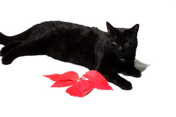black cat