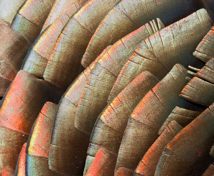 turkey feathers that have bright bronze and gold tips