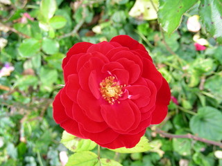 rote rose