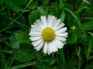 g&auml;nsebl&uuml;mchen 2