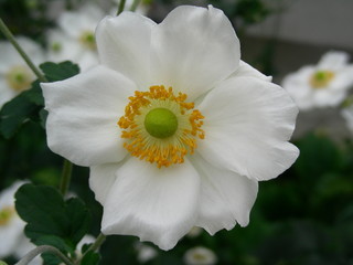 anemone 2