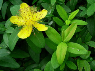 hypericum-bl&uuml;te