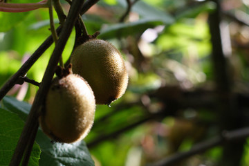 kiwis