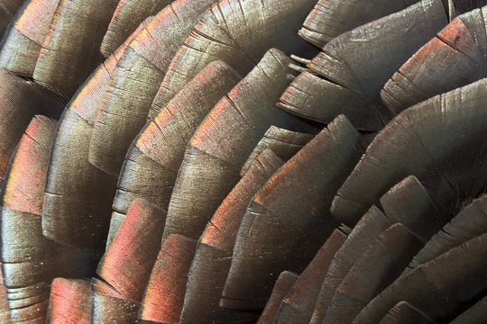 turkey feathers showing bright copper and bronze colors at their edges