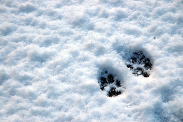 pawprints