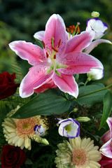 lilie und gerbera © Falkenauge
