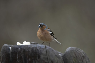 chaffinch