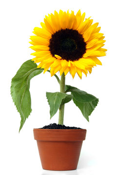 sonnenblume im keramiktopf