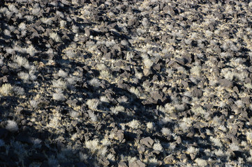 lava rocks and grass