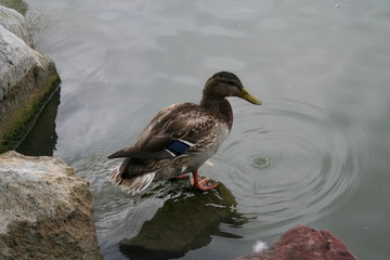 duck on the stone
