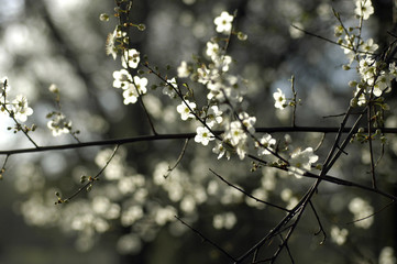 spring blossom