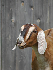 goat in barnyard