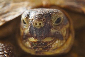 head of a turtle on close up