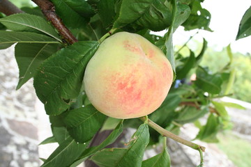 juicy peach