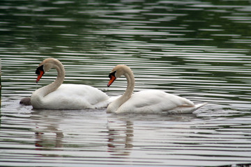 Fototapeta premium swans