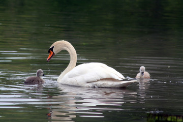 swans
