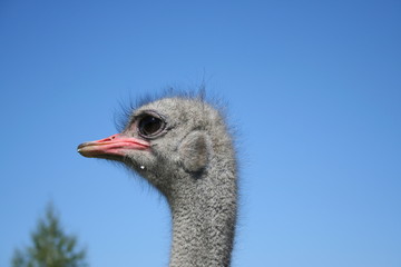 Fototapeta premium ostrich