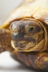 head of a turtle on close up