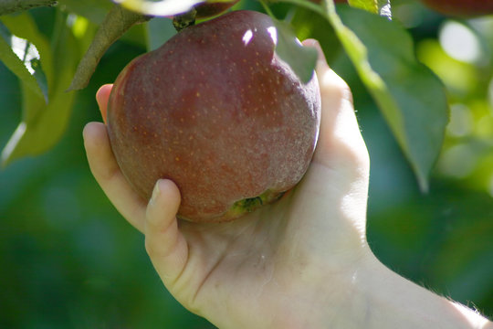 Reaching For An Apple