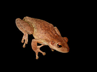 tree frog