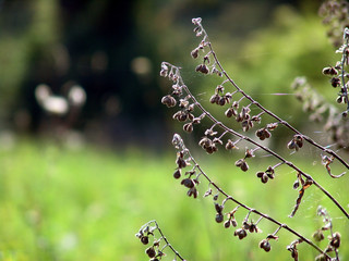 kletten