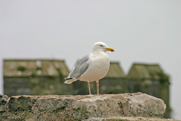 sea gull