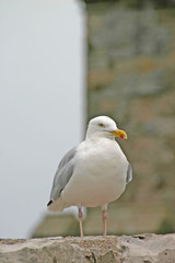 sea gull
